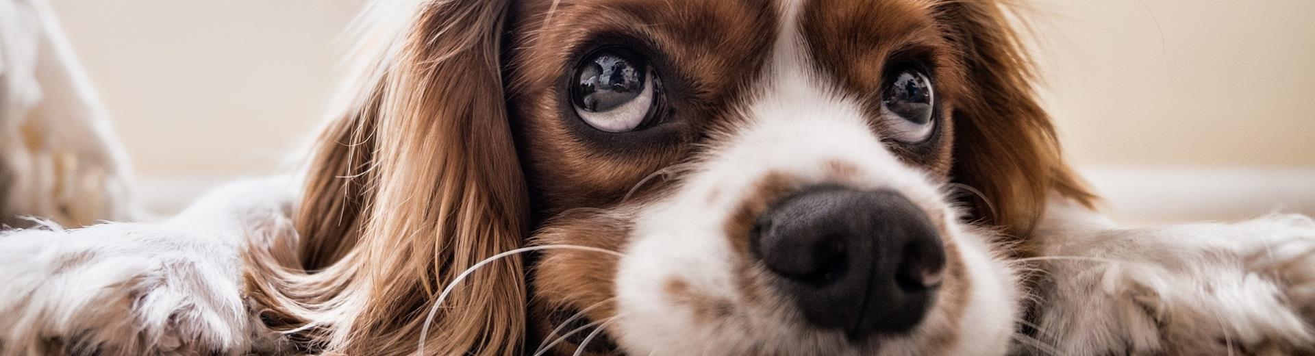 BW Crystal Palace Hotel è un hotel 4 stelle pet friendly a Torino